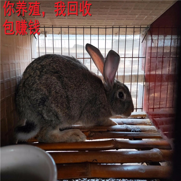 杂交野兔 供技术包回收 杂交野兔批发 低价促销 杂交野兔养殖场 杂交野兔种兔价格3