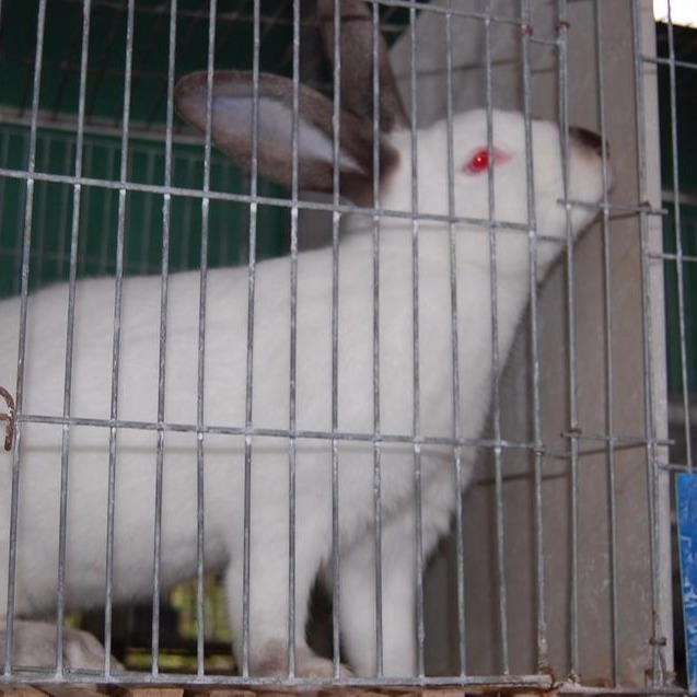 种兔价格 改良肉兔价格 养殖场供应包回收 纯种野兔价格 杂交野兔价格