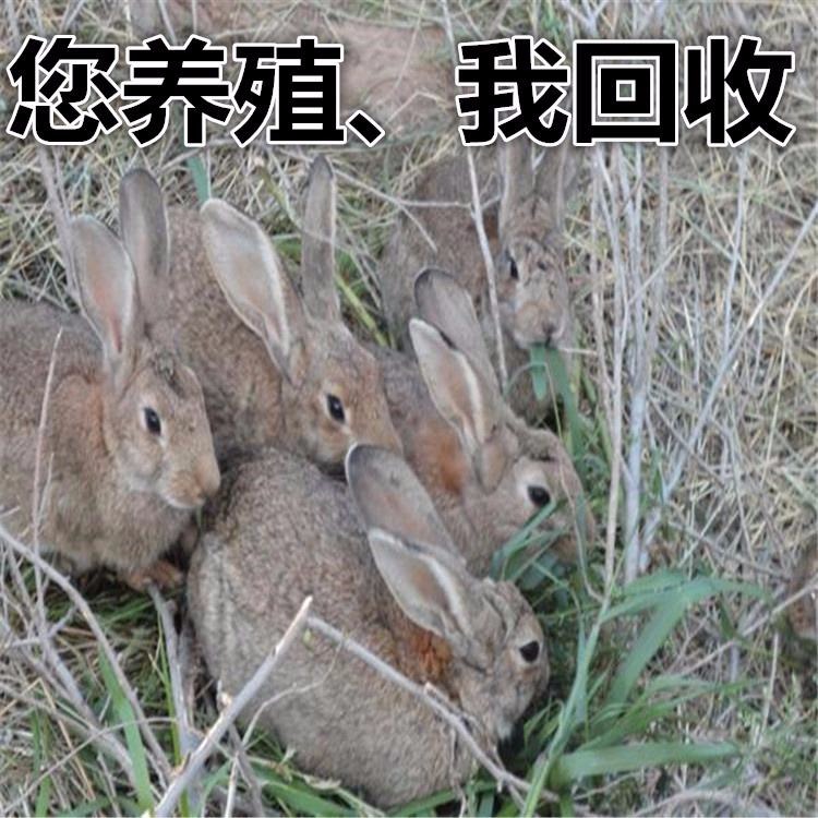 特价 改良肉兔 种兔 杂交野兔 养殖场供应包回收 纯种野兔2
