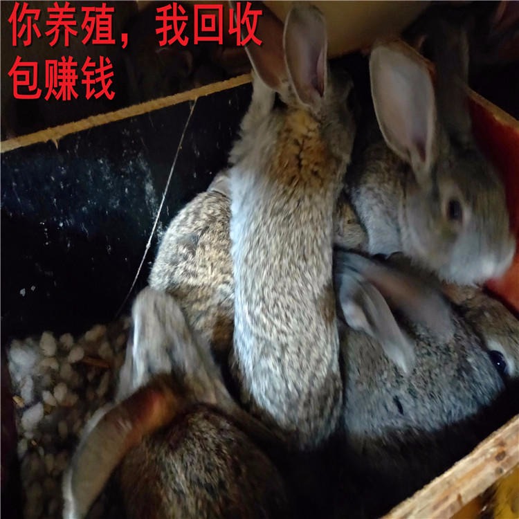 哪家比较jqS9MuQASlD 杂交野兔 供技术包回收 杂交野兔养殖场 杂交野兔批发 杂交野兔种兔价格6