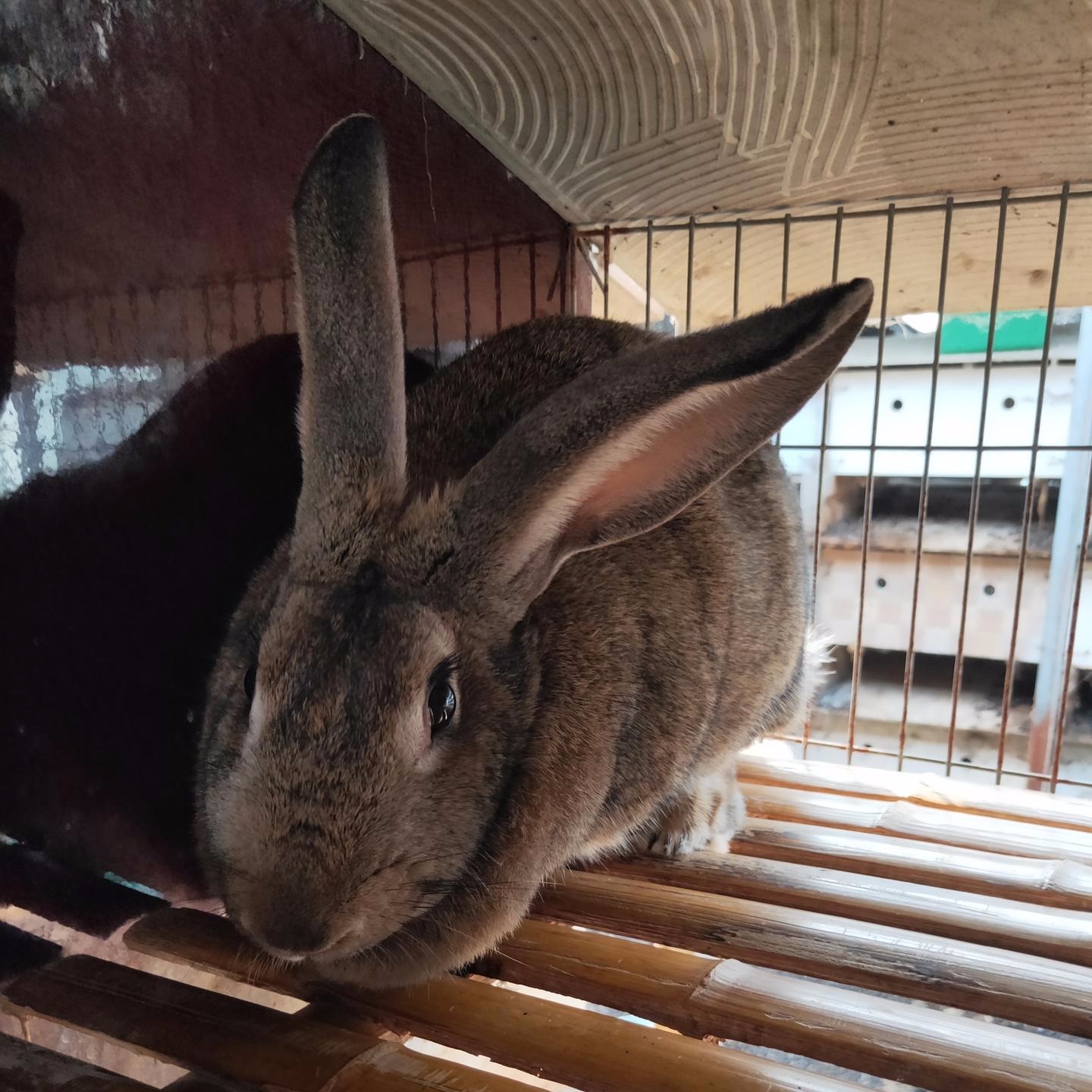比利时养殖 杂交野兔养殖 甩卖KYHkJkljKHK 长毛兔养殖 肉兔种兔养殖 包回收4