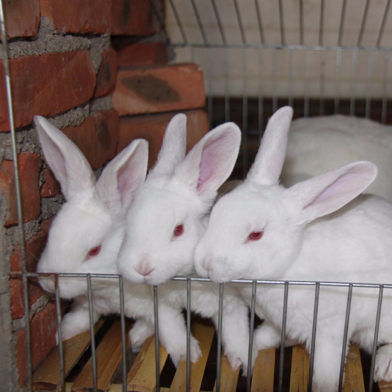 长毛兔养殖 杂交野兔养殖 打折5D4F5D 包回收 比利时养殖 肉兔种兔养殖4