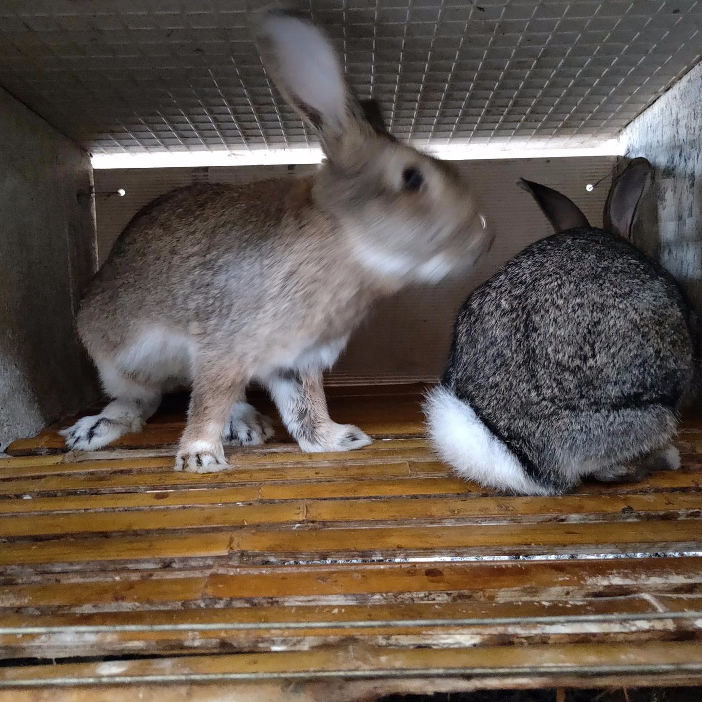 杂交野兔养殖 肉兔种兔养殖 长毛兔养殖 比利时养殖 包邮JGHHJhj 包回收2