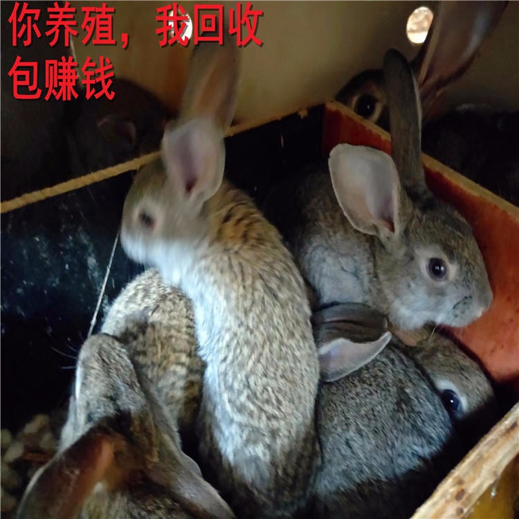 哪家比较jqS9MuQASlD 杂交野兔 供技术包回收 杂交野兔养殖场 杂交野兔批发 杂交野兔种兔价格