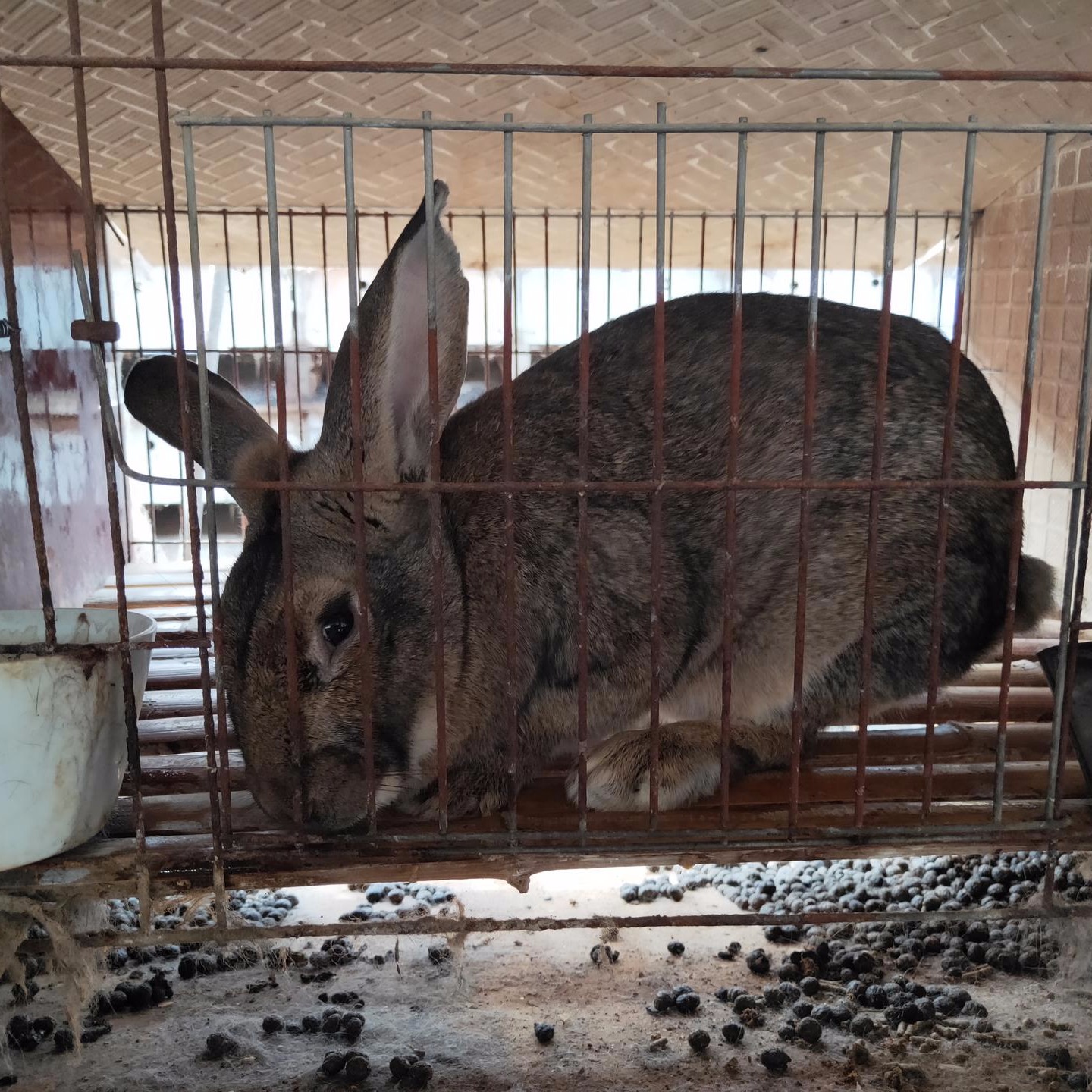 包回收 比利时养殖 肉兔种兔养殖 杂交野兔养殖 打折4145DF 长毛兔养殖3