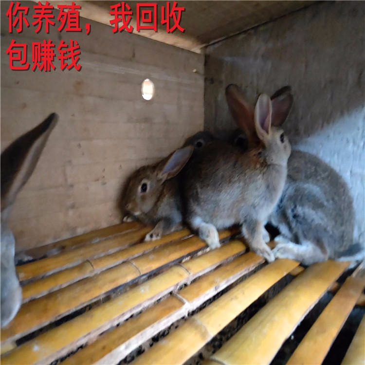 杂交野兔养殖场 杂交野兔种兔价格 供技术包回收BPPxsO 杂交野兔批发 杂交野兔6