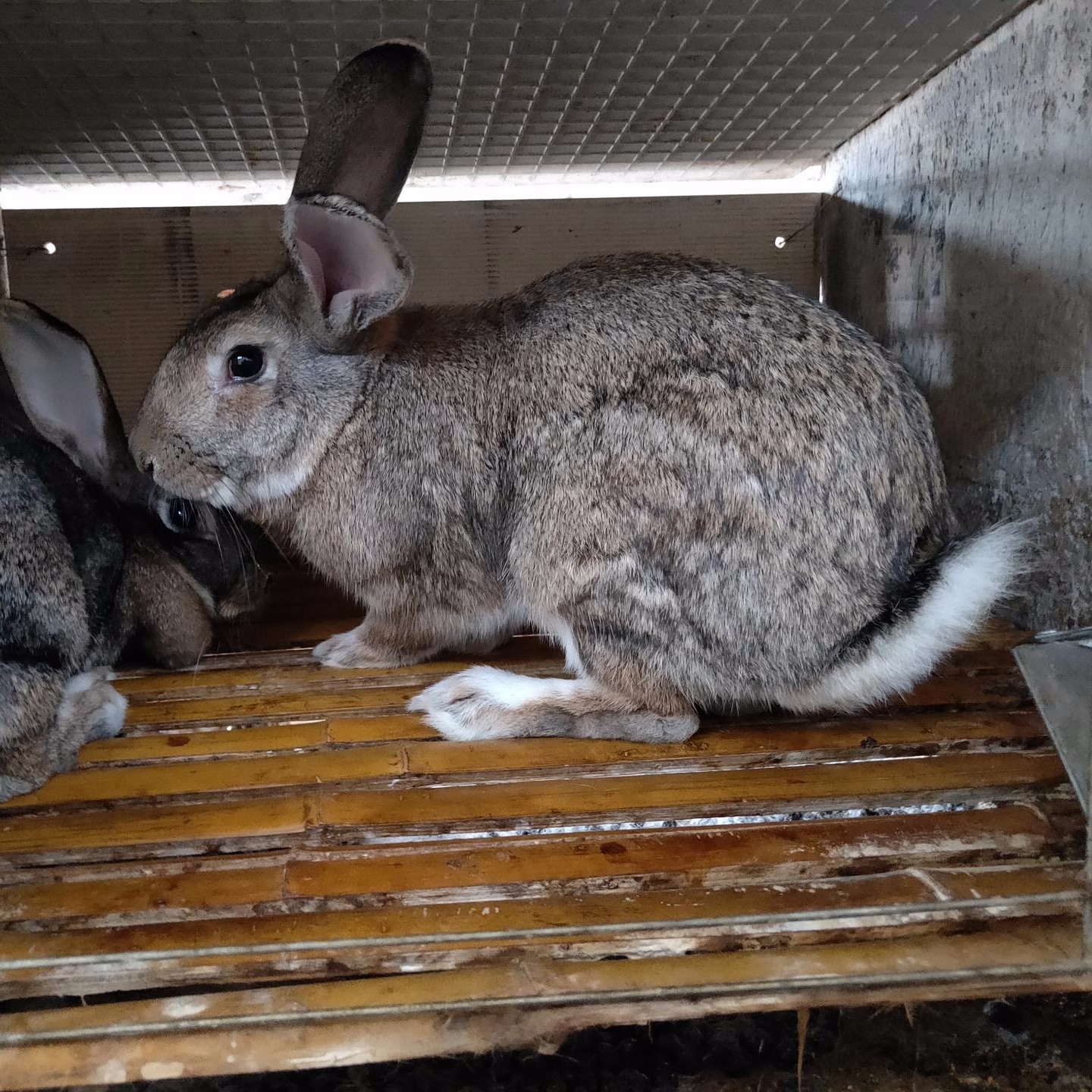 包回收 比利时养殖 肉兔种兔养殖 杂交野兔养殖 打折4145DF 长毛兔养殖1