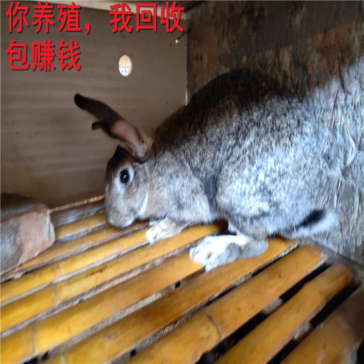 杂交野兔养殖场 杂交野兔种兔价格 供技术包回收BPPxsO 杂交野兔批发 杂交野兔