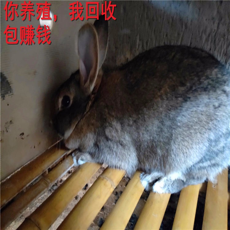 杂交野兔养殖场 杂交野兔种兔价格 供技术包回收BPPxsO 杂交野兔批发 杂交野兔5
