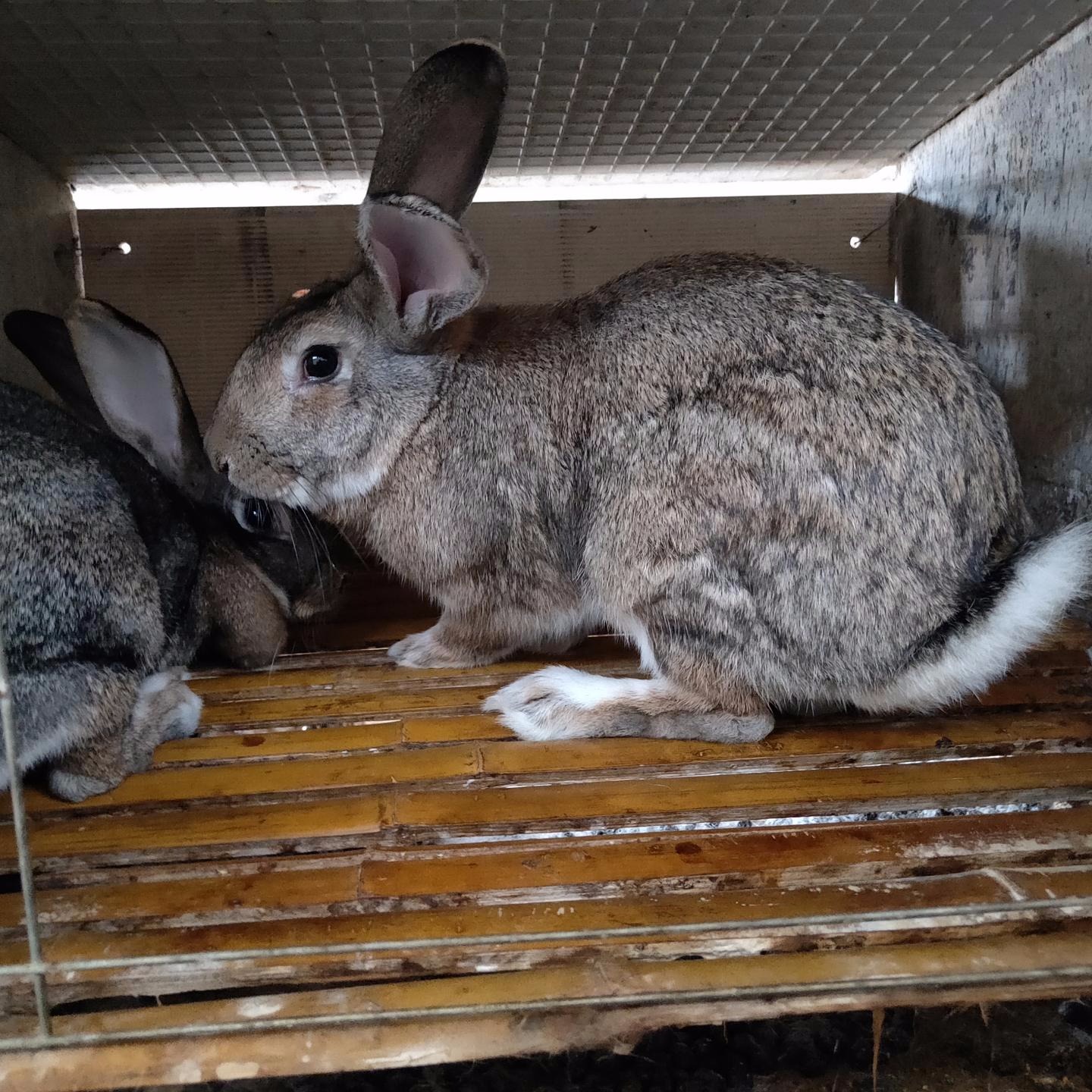 比利时养殖 杂交野兔养殖 甩卖KYHkJkljKHK 长毛兔养殖 肉兔种兔养殖 包回收3