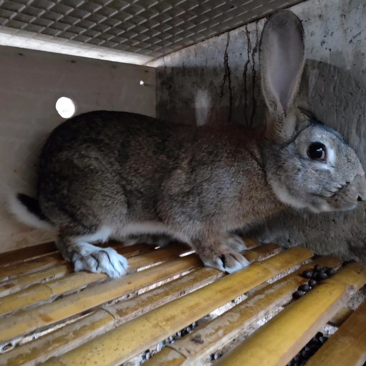 比利时养殖 杂交野兔养殖 甩卖KYHkJkljKHK 长毛兔养殖 肉兔种兔养殖 包回收2