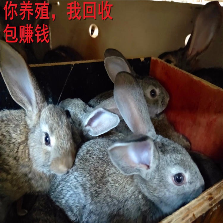 哪家比较jqS9MuQASlD 杂交野兔 供技术包回收 杂交野兔养殖场 杂交野兔批发 杂交野兔种兔价格5