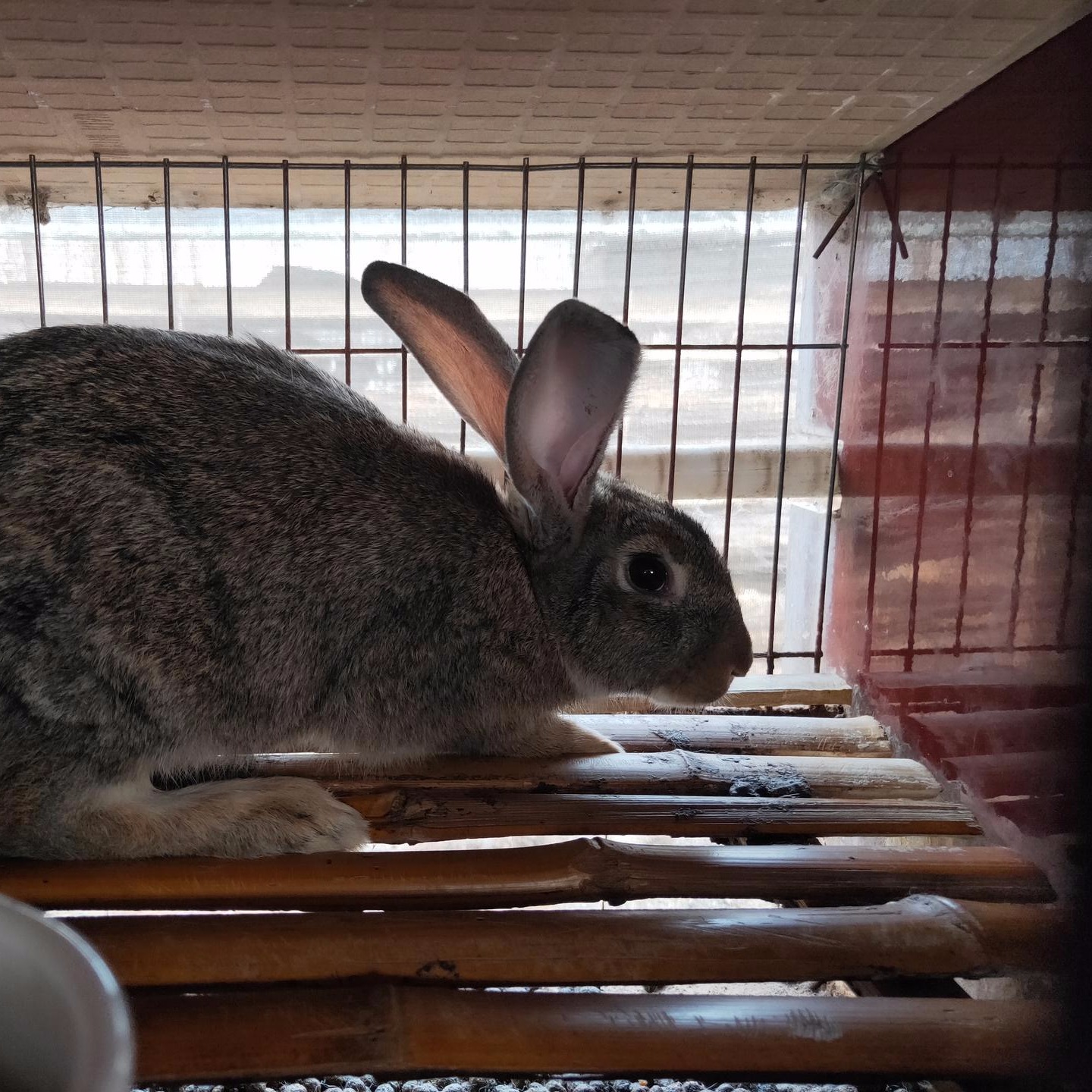 杂交野兔养殖 肉兔种兔养殖 长毛兔养殖 比利时养殖 包邮JGHHJhj 包回收1