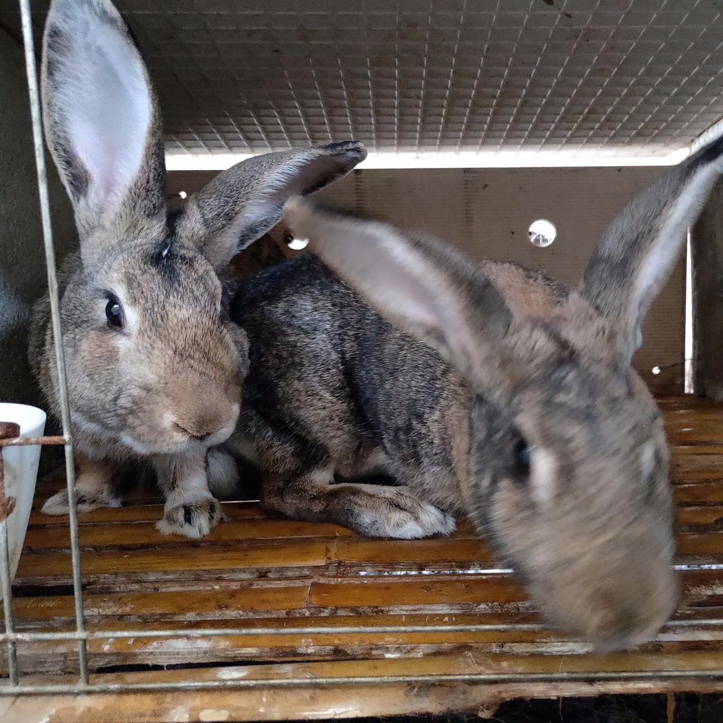 包回收 比利时养殖 肉兔种兔养殖 杂交野兔养殖 打折4145DF 长毛兔养殖2