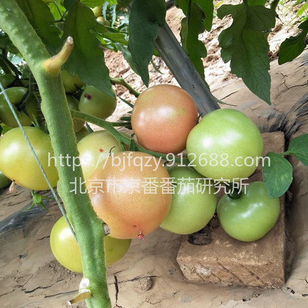 硬粉番茄种子 高产西红柿种子及价格 越冬大果番茄种子价格1