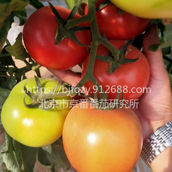 北番越冬番茄种子 口感番茄种子 蔬菜种子、种苗 进口西红柿品种