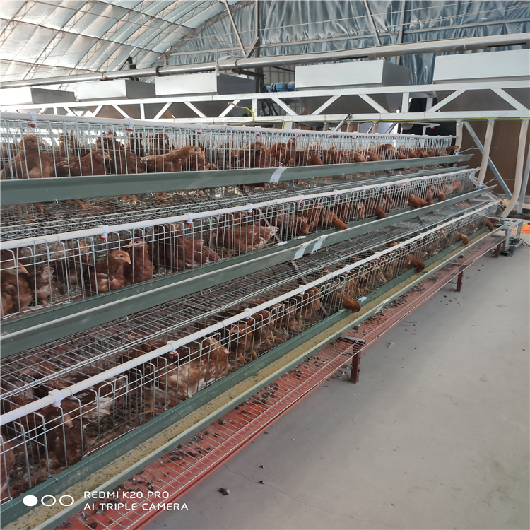 畜牧、养殖业机械 热镀锌全自动的蛋鸡养殖鸡笼5