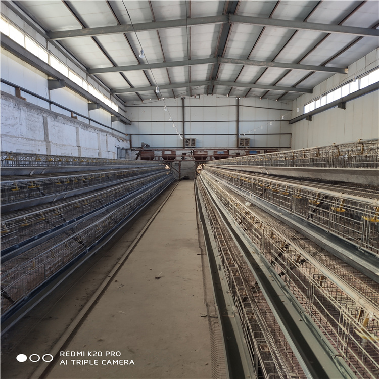 畜牧、养殖业机械 热镀锌自动清粪的四层蛋鸡笼5