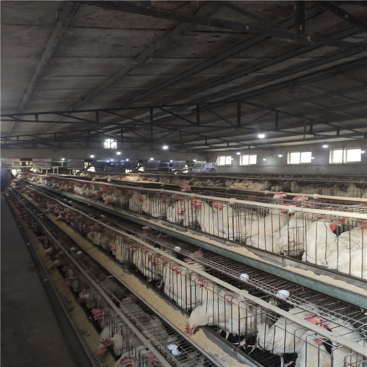 畜牧、养殖业机械 热镀锌自动清粪的四层蛋鸡笼3