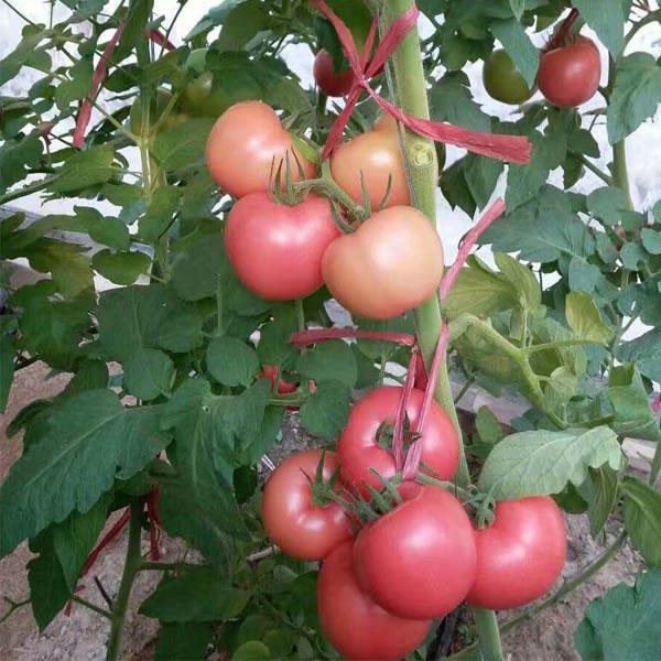 秋延种植品种 精品大果番茄种子 荷兰硬粉番茄品种 早熟西红柿番茄品种