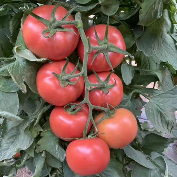 硬粉大果番茄品种 北番精品番茄种子 高产大果番茄种子价格