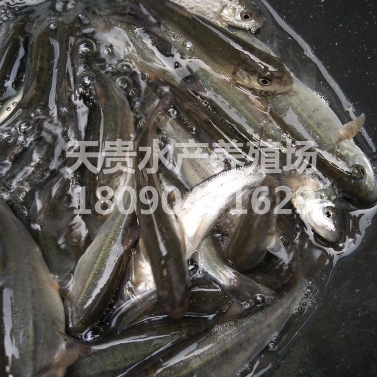 天贵水产雅鱼苗批发 细鳞鱼价格淡水养殖活体 重口裂腹鱼 特种水产3