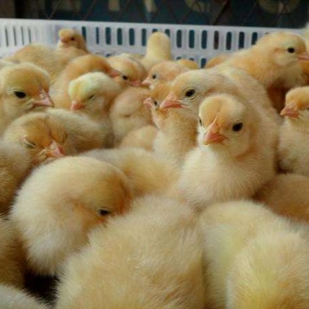 品种众多 土鸡苗批发 三黄鸡 常年出售各类禽苗鸡苗批发 质优价廉 进口马立克