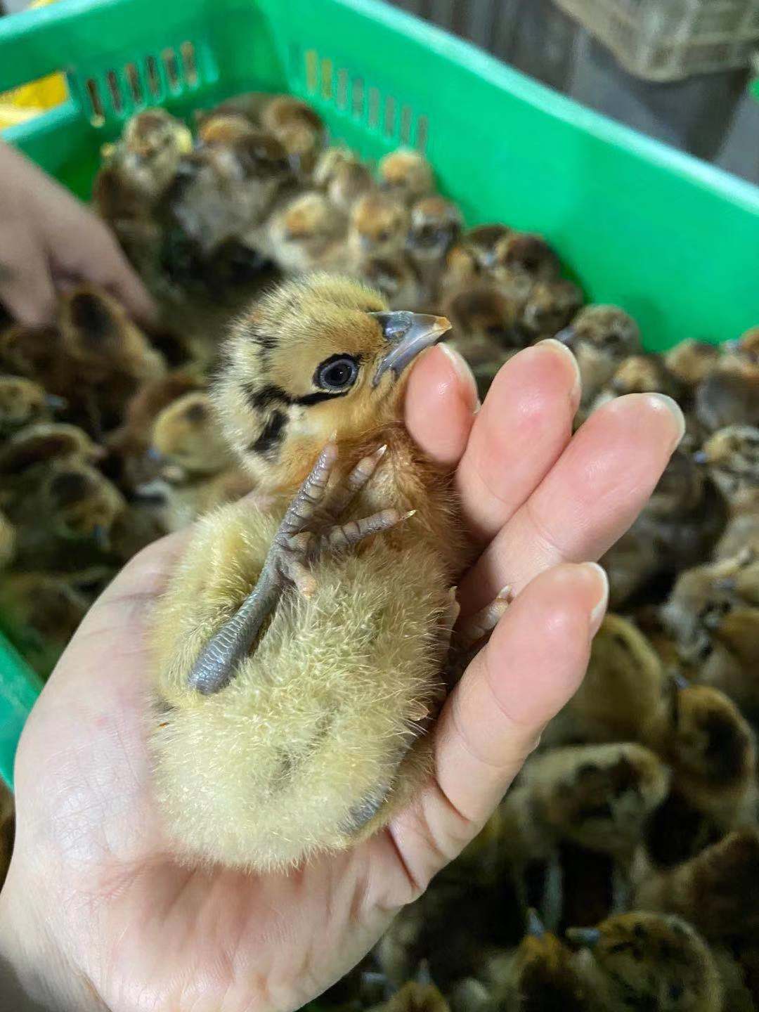动物种苗 进口马立克免疫 快大型乌鸡 鸡苗批发5