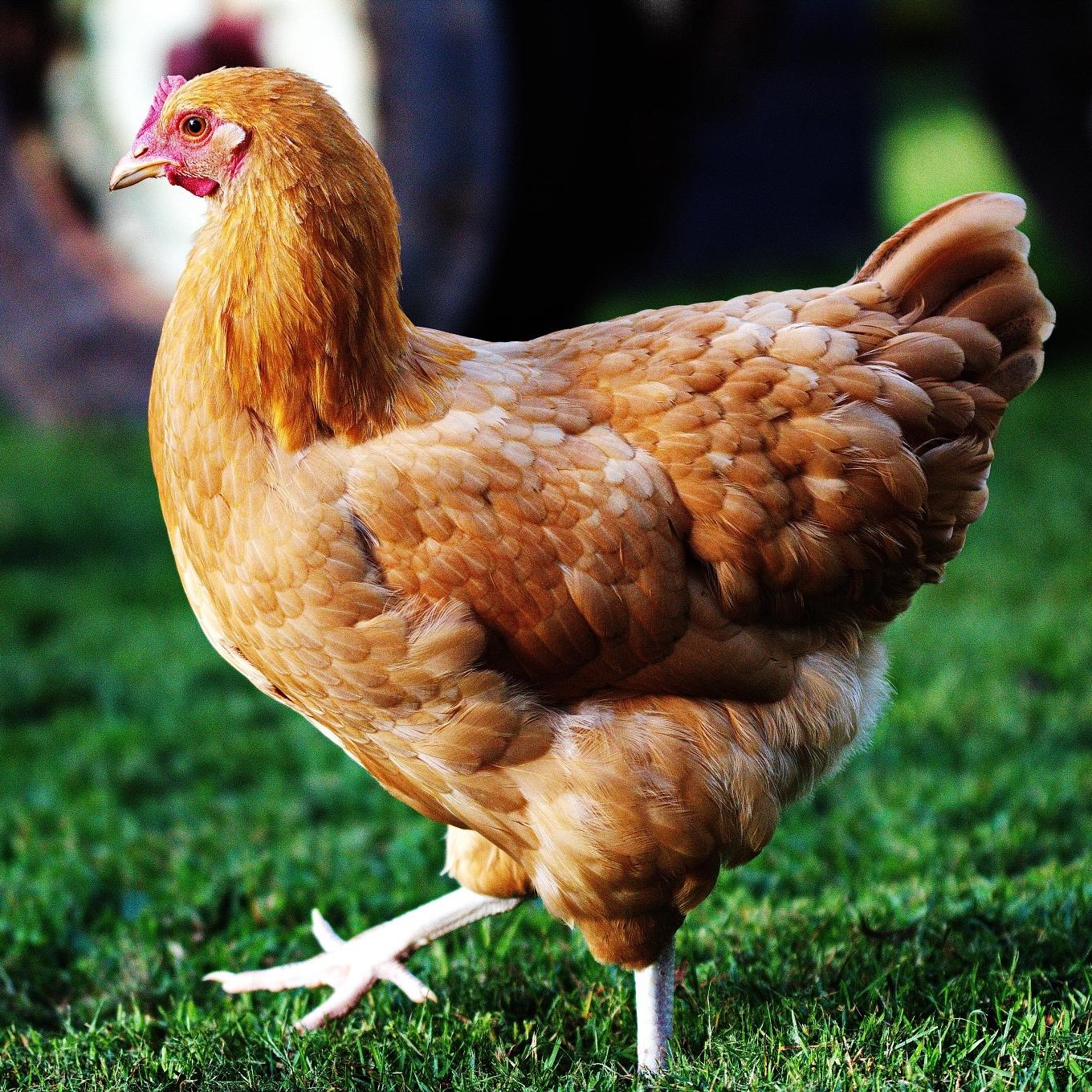 土鸡苗批发绿壳蛋鸡苗 品种众多 蛋鸡苗批发 常年出售各类禽苗 质优价廉