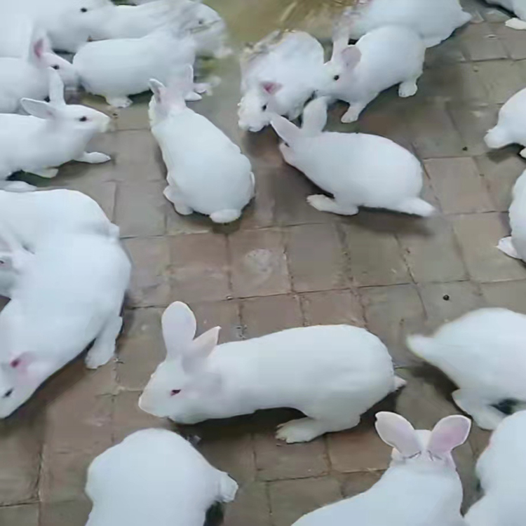 兔子养殖场 大型兔子品种 特种兽畜 种兔子品种价格3