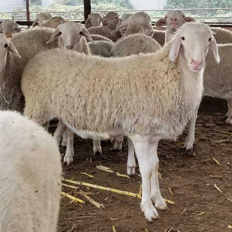 小尾寒羊种养 基地养殖 供应小尾寒羊波尔山羊 八壹 小尾寒羊种公羊羊羔9