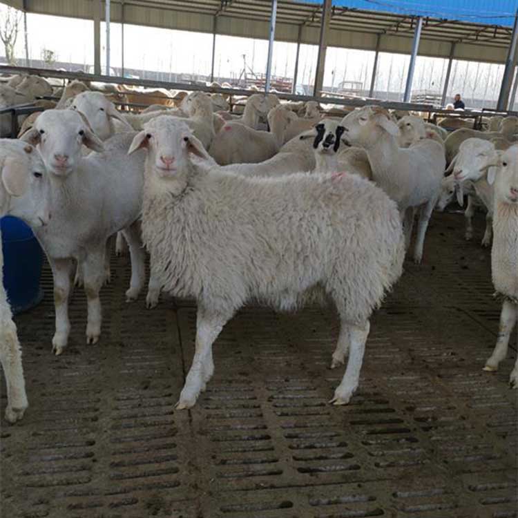 小尾寒羊种养 基地养殖 供应小尾寒羊波尔山羊 八壹 小尾寒羊种公羊羊羔2