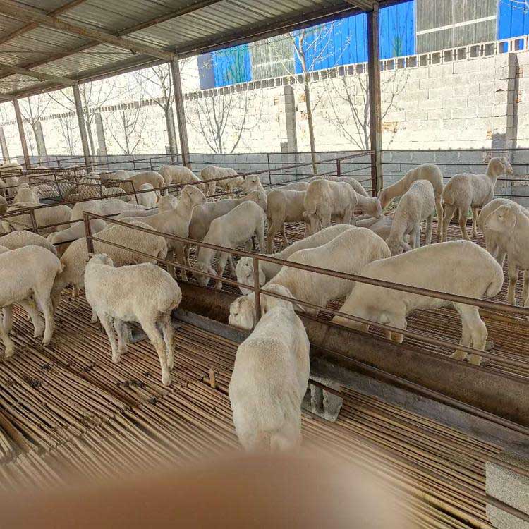 大量供应肉羊小尾寒羊 厂家直售 八壹 小尾寒羊活羊 小尾寒羊种羊场5