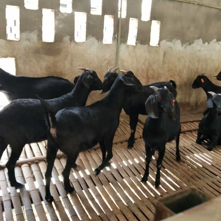 黑山羊圈养 改良肉羊品种 厂家出售 八壹 黑山羊苗市场报价8