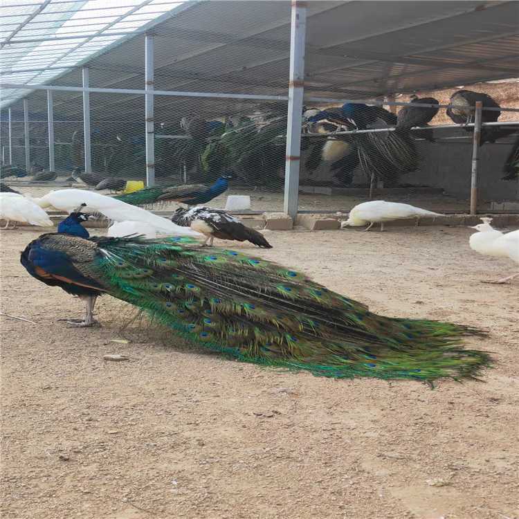特种珍禽 饲养简单 好养活 孔雀苗长期供应脱温蓝孔雀养殖2