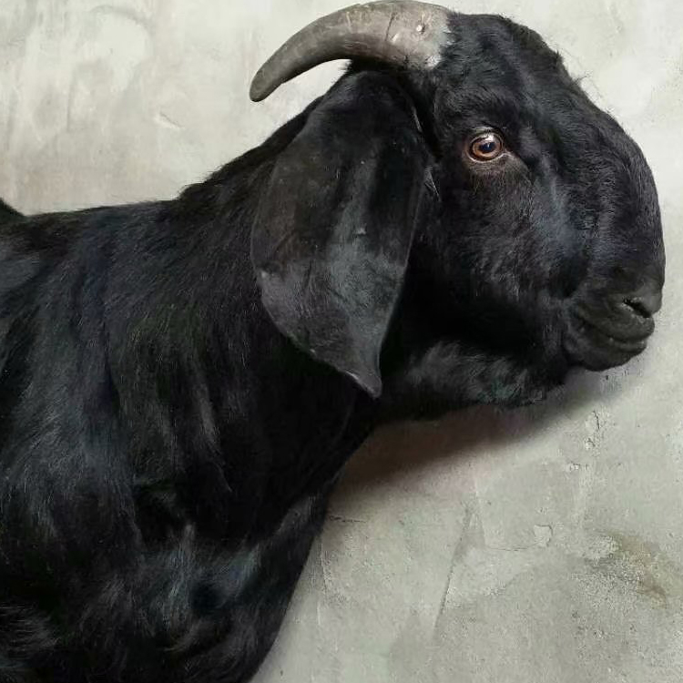 基地养殖 成年黑山羊 3-6个月龄黑山羊羊羔价格 八壹 短毛黑山羊2