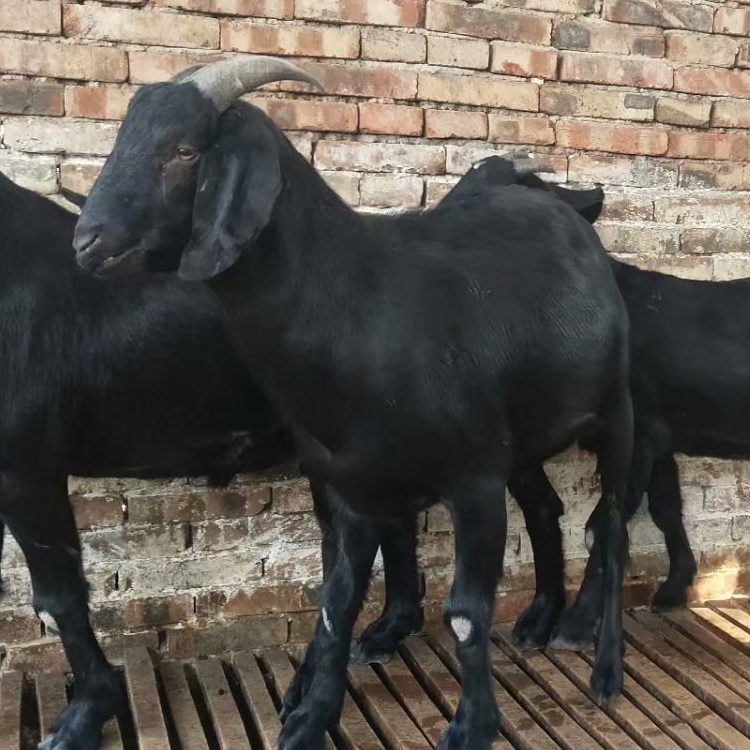 黑山羊圈养 改良肉羊品种 厂家出售 八壹 黑山羊苗市场报价