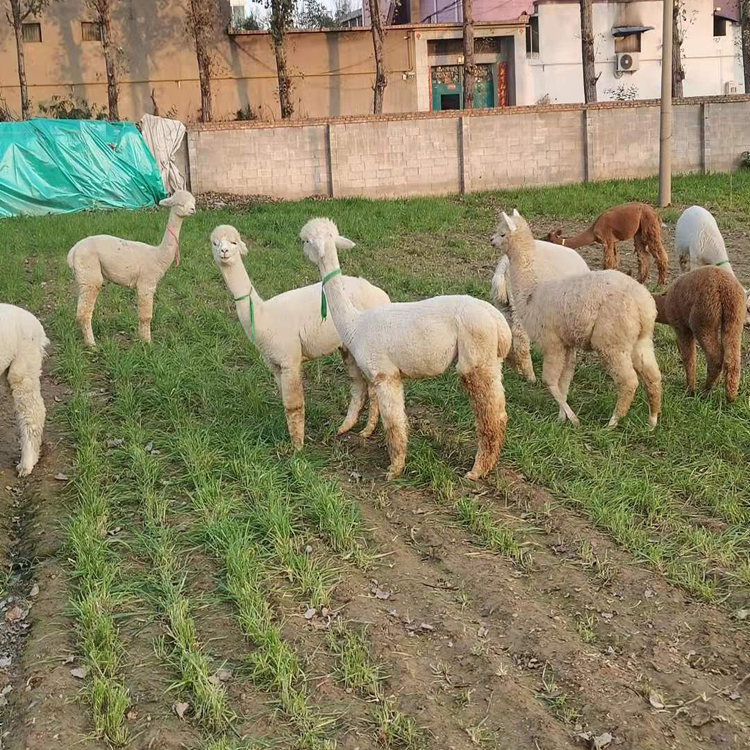 羊驼养殖场批发羊驼 其他特种养殖动物 白色的羊驼价格 小羊驼幼崽1
