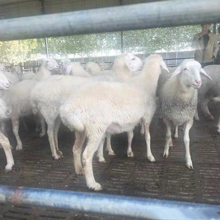 大量供应肉羊小尾寒羊 厂家直售 八壹 小尾寒羊活羊 小尾寒羊种羊场9