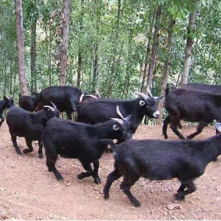 基地养殖 成年黑山羊 3-6个月龄黑山羊羊羔价格 八壹 短毛黑山羊1