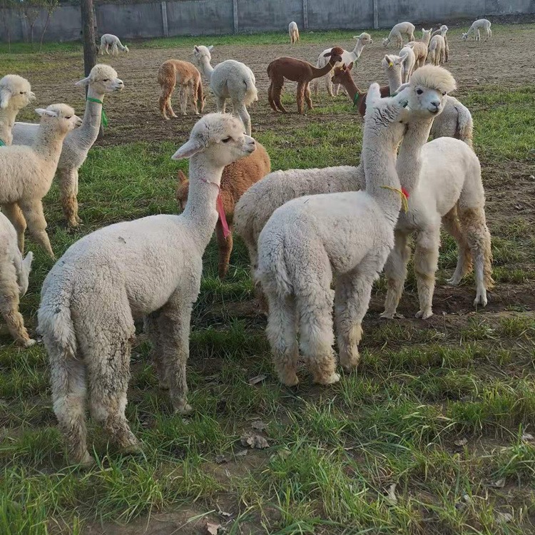 羊驼养殖场批发羊驼 其他特种养殖动物 白色的羊驼价格 小羊驼幼崽