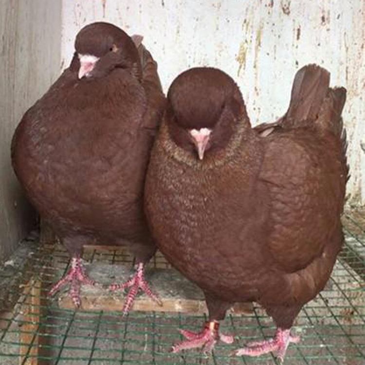 元宝鸽子种鸽养殖场 2斤的元宝鸽子 特种珍禽 元宝鸽特大3