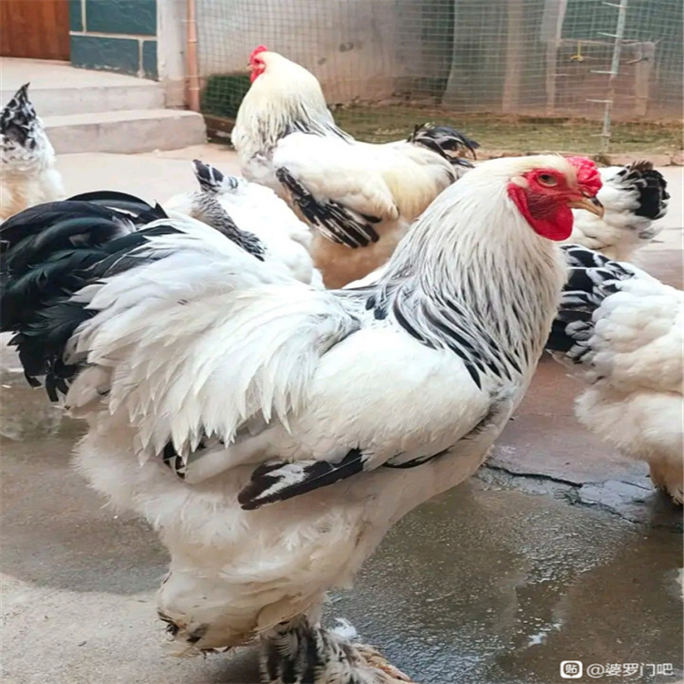 活体观赏鸡 可供应 皓玥 婆罗门鸡苗 养殖罗门鸡 饲养简单2