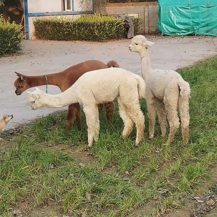 羊驼养殖场批发羊驼 其他特种养殖动物 白色的羊驼价格 小羊驼幼崽2