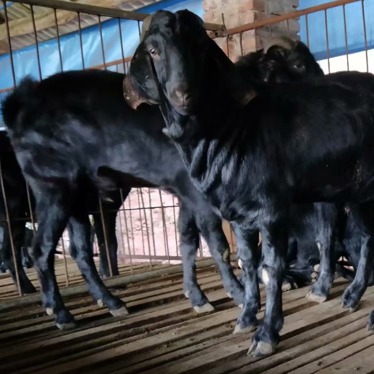 基地养殖 成年黑山羊 3-6个月龄黑山羊羊羔价格 八壹 短毛黑山羊6