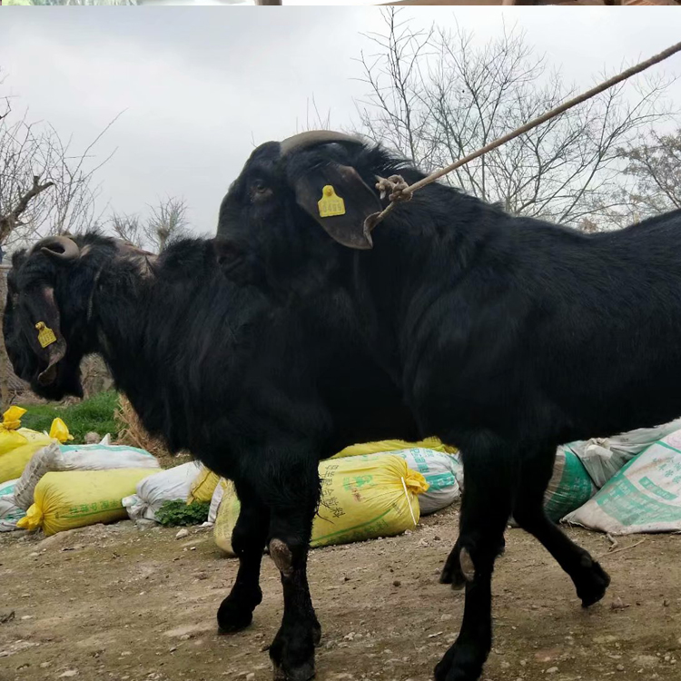 黑山羊圈养 改良肉羊品种 厂家出售 八壹 黑山羊苗市场报价2