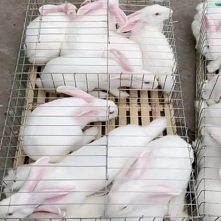 兔子养殖场 大型兔子品种 特种兽畜 种兔子品种价格