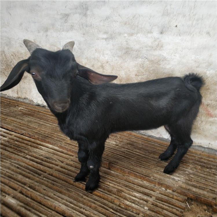 黑山羊圈养 改良肉羊品种 厂家出售 八壹 黑山羊苗市场报价5