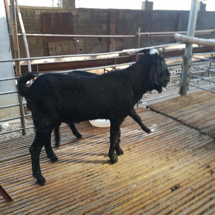 基地养殖 成年黑山羊 3-6个月龄黑山羊羊羔价格 八壹 短毛黑山羊5