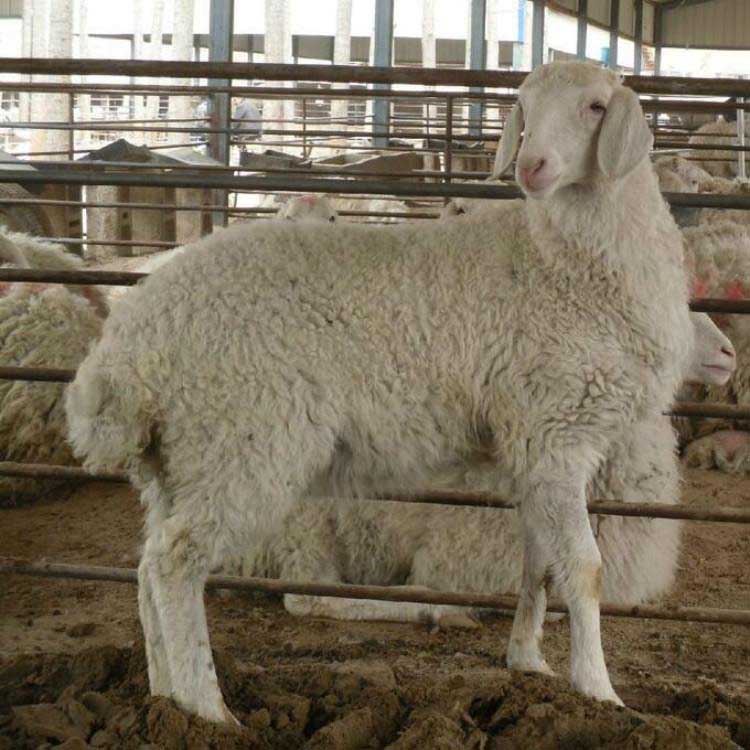 小尾寒羊种养 基地养殖 供应小尾寒羊波尔山羊 八壹 小尾寒羊种公羊羊羔7